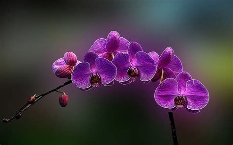 Hd Wallpaper Purple Moth Orchid Flowers Orchids Plants Flowering