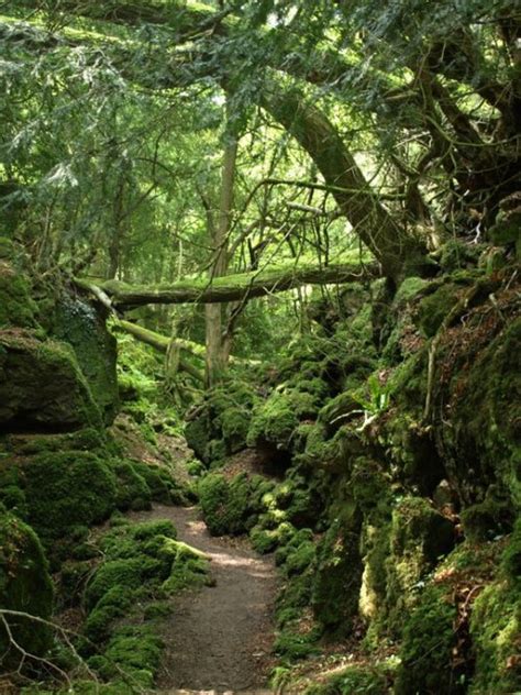 Puzzlewood Magical Forest — The Real Middle Earth