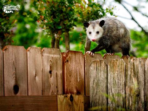 Opossum Removal In Polk County Critter Control Of Polk County