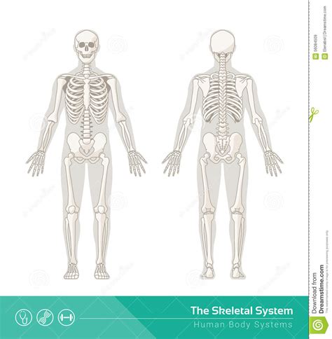 The Skeletal System Stock Vector Image 56084509