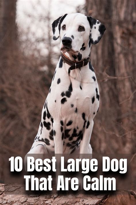 10 Best Large Dog That Are Calm Large Dogs Dogs Dog Breeds