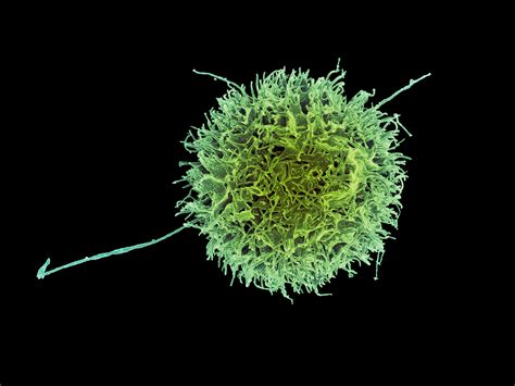 Natural Killer Cells Help Sustain The Fetus During Early Pregnancy