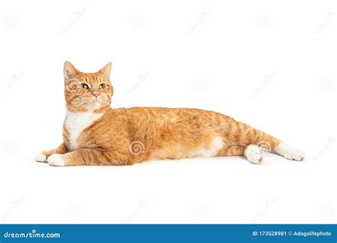 Orange Tabby Cat Lying Down Raising Head Stock Image Image Of Tabby