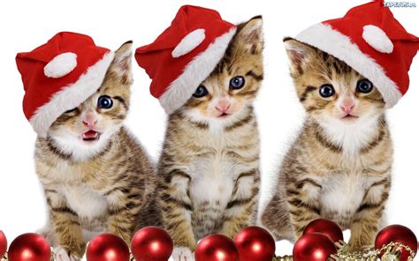 49 Christmas Kittens Wallpaper Wallpapersafari