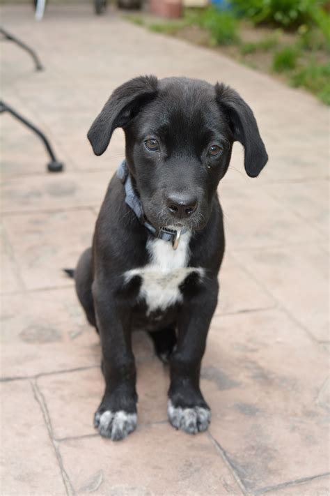 Sebastian Is A Black Lab Pit Bull Mix 4 Months Old On His First