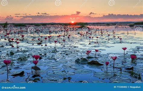 The Sea Of Red Lotus Lake Nong Harn Udon Thani Thailand Stock Photo