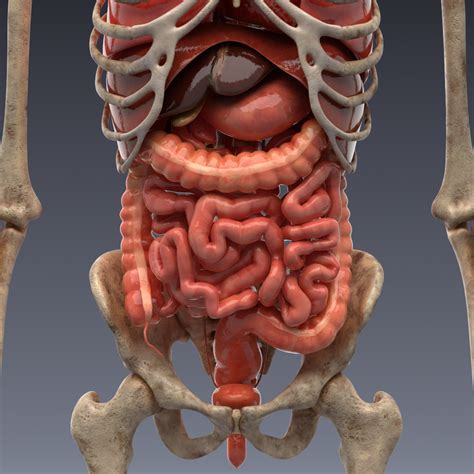 Animated Internal Organs Skeleton Human Body Organs Skeleton Model