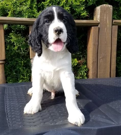 Here are some from nearby areas. English Springer Spaniel Puppies For Sale | Bowling Green, KY #292610