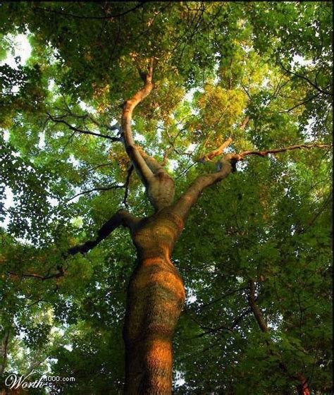 385 Best Images About Shapes In Trees N Nature On Pinterest