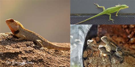 What Do Garden Lizards Eat A Guide To Your Reptile Pet In The Garden