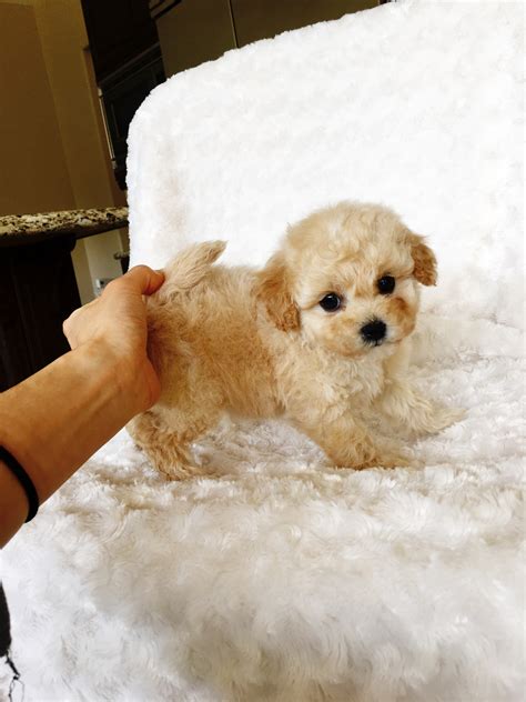 We did not find results for: Maltipoo Apricot Puppy For Sale! Muffin | iHeartTeacups