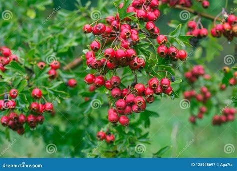 Crataegus Hawthorn Thornapple May Tree Whitethorn Or Hawberry