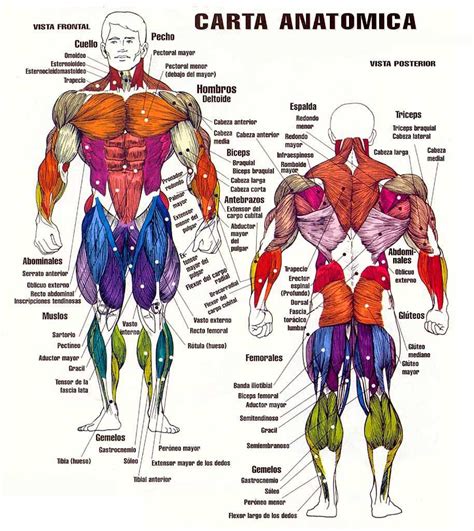 Anatomia Muscular Exerc Cios Exerc Cios De Muscula O