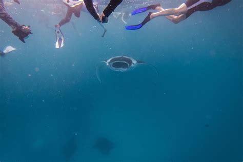 Swimming With Manta Rays What You Need To Know Before Diving In