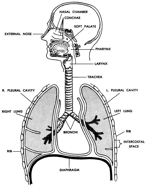 How To Draw A Lungs Labeled Diagram Human Respiratory System Diagram