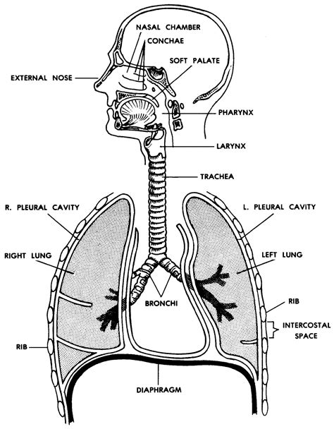 Human Respiratory System Anatomy