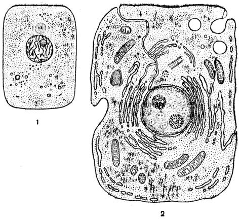 Beneath a plant cell's cell wall is a cell membrane. A lesson on the Structure of a cell" (first option ...