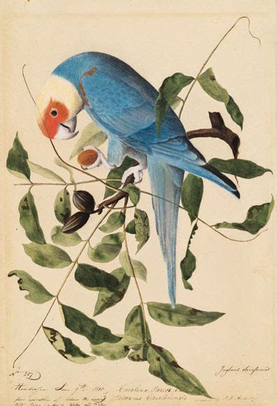 We Now Know The Real Range Of The Extinct Carolina Parakeet Audubon