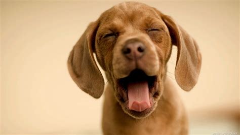 壁纸 性质 微笑 棕色 模糊 鼻子 小狗 Vizsla 魏玛拉 脊椎动物 狗像哺乳动物 狗品种 1920x1080