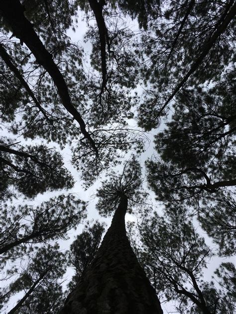 Pohon Pinus Pohon Fotografi Alam Pemandangan