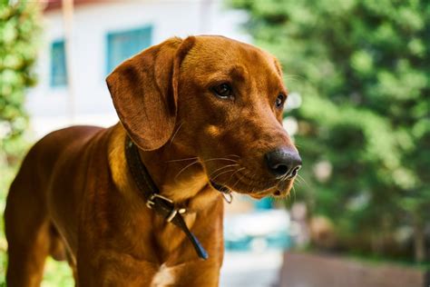 Problemi della pelle nei cani: ecco i 7 più comuni - Bigodino