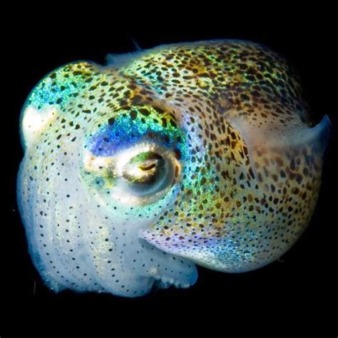 Deep Sea Creatures Deep Sea And Ocean Life On Pinterest