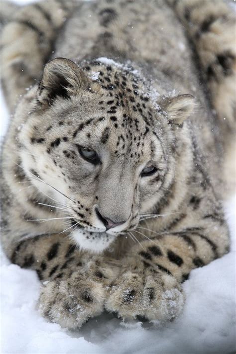The snow leopard, known for its beautiful, thick fur, has a white