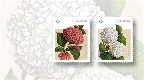 Hydrangeas Burst Forth As Canadas Spring Flowers Stamps March 1