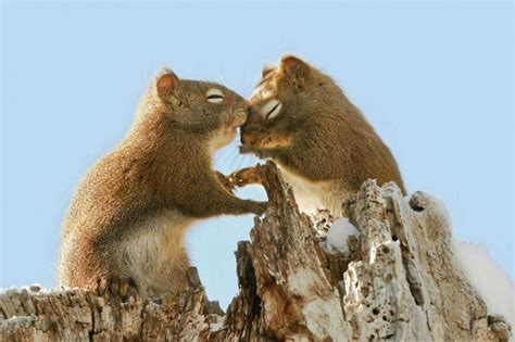 15 Heart Warming Photos Of Animals In Love