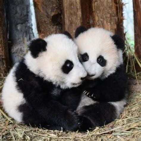Two Twin Panda Bears Holding Each Other Close For Comfort Now Are