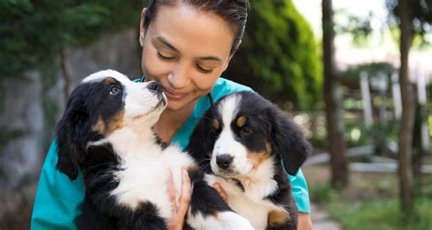 16 Questions To Ask A Dog Breeder Bechewy