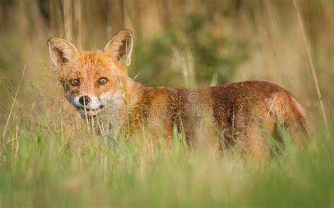 153 Fox Tall Grass Photos Free And Royalty Free Stock Photos From