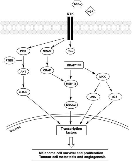 Ijms Free Full Text Role Played By Signalling Pathways In