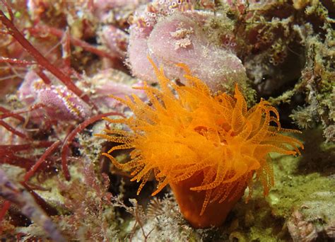 Coral Not Anemone Orange Sun Coral Tubastraea Faulkneri Flickr Photo Sharing
