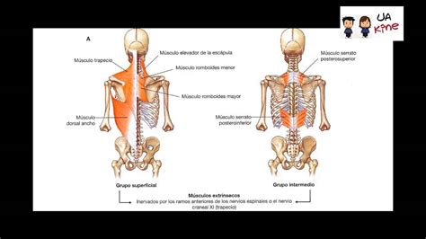 Anatomia Musculos Region Posterior Del Tronco Youtube