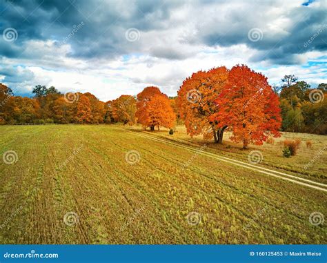 Lovely Autumn Rural Scene Old Park With Red Maples Trees Stock Image