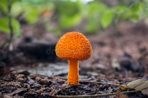 The Botanical Of The Orange Color Mushrooms Are Growing From The Ground