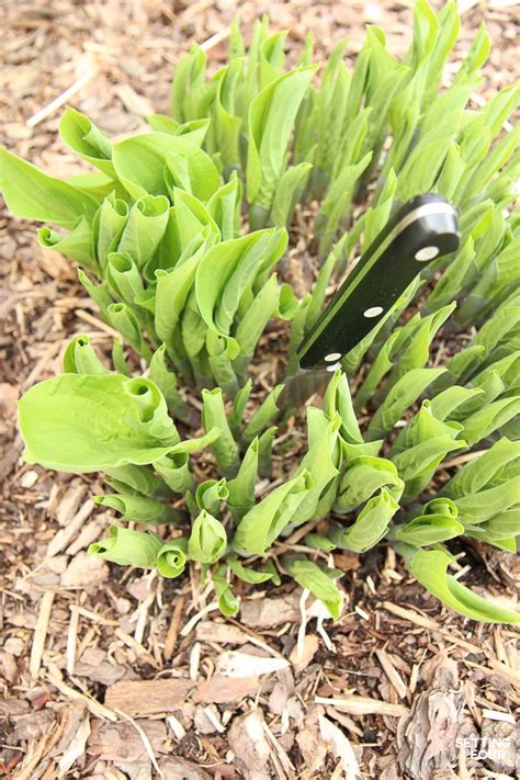 The Easiest Way To Divide Hostas And Transplanting Tips Setting For Four