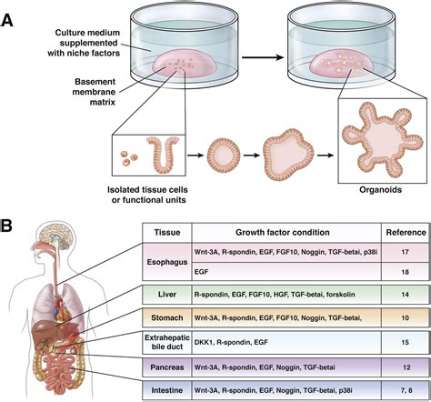 Modeling Human Digestive Diseases With Crispr Cas9modified Organoids