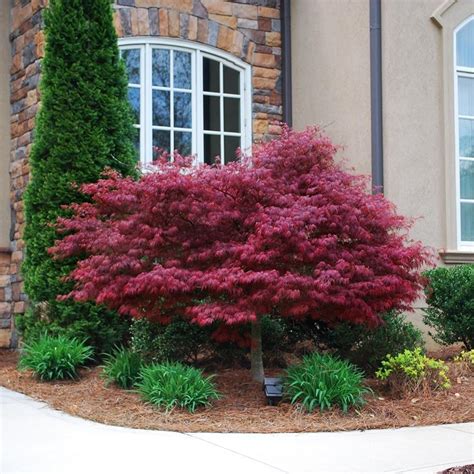 Red Dragon Japanese Maple Tree Red Maple Tree Landscaping Japanese