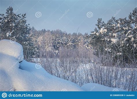 Snowy Forest Clearing In Lithuania Stock Photo Image Of February