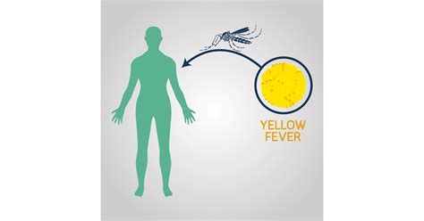 Yellow Fever Symptoms Causes Prevention And Treatments