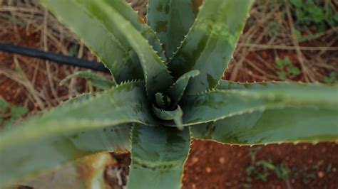 Largest Aloe Vera Plantation In Asia Cgtn