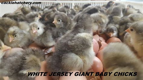 White Jersey Giant Chickens Baby Chicks For Sale Cackle Hatchery®