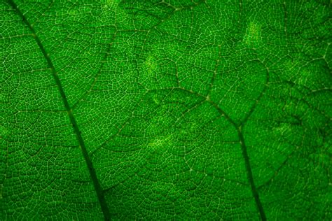 Free Photo Green Leaves Texture Closeup Green Leaf Free Download