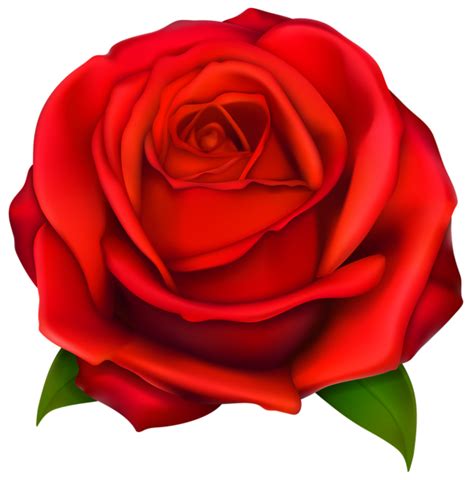 FLÔRES JARDIM E ETC Red Rose Png Red Roses Planting Seeds