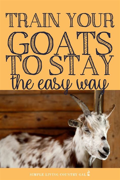 The uk's largest online supplier with free delivery from £50. Learn how to train your goats on electric fencing. in 2020 ...