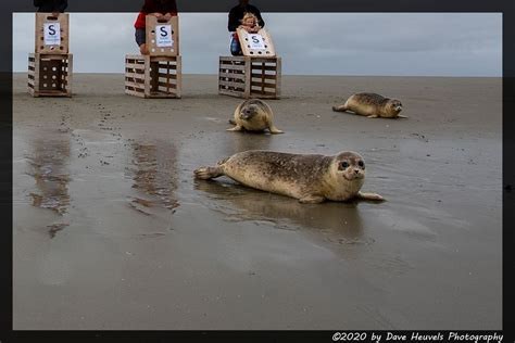 Seal Rescue By Dave Heuvels Photography On Youpic