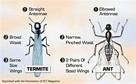 For example, the inspector will. The Difference Between Ants and Termites | Massey Services ...