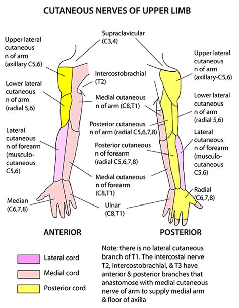 Instant Anatomy Upper Limb Nerves Skin Cutaneous Supply Upper